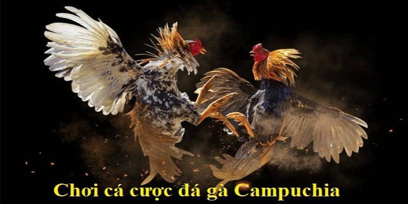Cá Cược Đá Gà Thomo – Xem Chọi Kê Trực Tuyến Siêu Hay