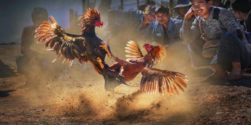 Luật chơi cá cược đá gà Thomo online