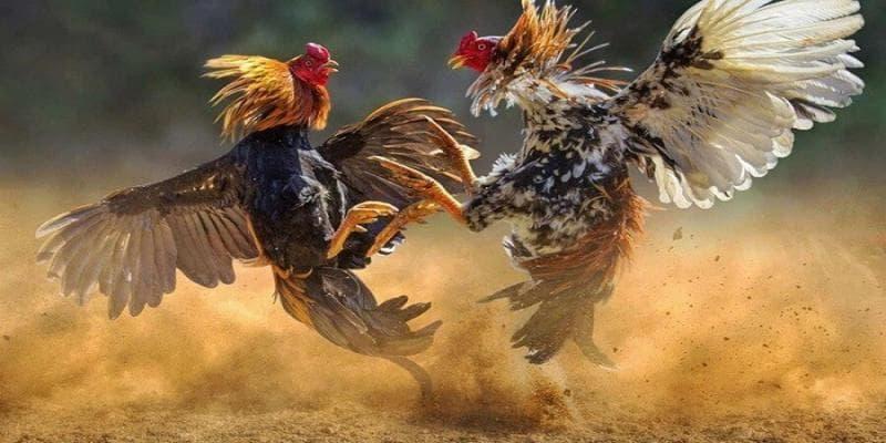 Khám phá nhiều giá trị trải nghiệm hấp dẫn