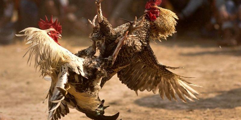 Các chiến thuật đá gà tại Gemwin hiệu quả cho người mới bắt đầu!
