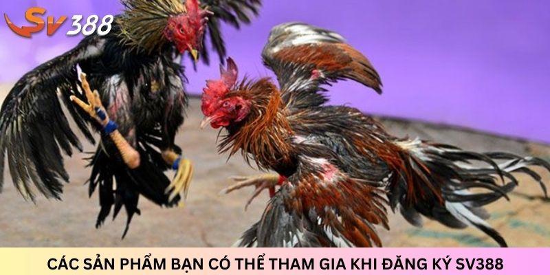 Đăng ký SV388 – Lựa chọn hàng đầu cho người yêu thích đá gà